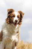 BORDER COLLIE 677